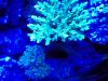 Actinic Pics 005.jpg