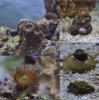 firstcorals.jpg