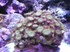polyps.jpg