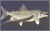lampreyOnFish.gif