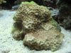 coral id.jpg