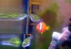 Green-spotted-puffer.jpg