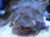 DSC02305.jpg