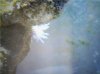 baby anemone2.jpg