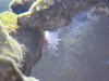 baby anemone pic.jpg