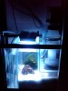 IMG00012-20090617-0124.jpg