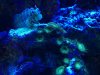 green zoas & homer.JPG