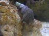 Hermit crab.JPG