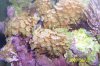Dead Coral 001.jpg
