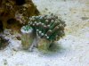 frogspawn.jpg