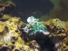 sick coral.jpg