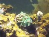 lighted coral.jpg