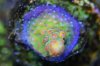 Rainbow Acropora (600x400).jpg