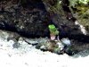 green thing2.jpg