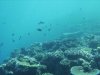 FIJI2.jpg