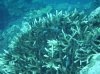 FIJI5.jpg