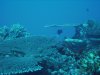 FIJI55.jpg