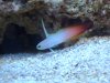 Firefish Goby (5).JPG
