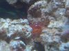 Peppermint Shrimp (3).JPG