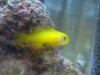 Yellow Clown Goby (3).JPG