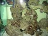 Picture 001.jpg