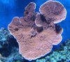 montipora capricornus.jpg
