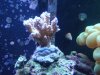 acropora.jpg