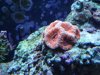 aussie acan.jpg