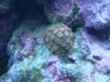 zoas.jpg