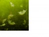 cleaner shrimp.jpg