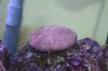 coral 008.jpg