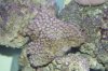 coral 011.jpg