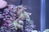 coral 012.jpg