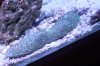 coral 020.jpg