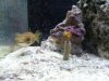 puffer.jpg