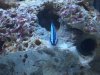 Neon Goby (2).jpg