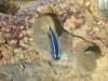 Neon Goby (4).jpg