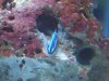 Neon Goby (5).JPG