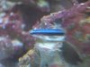 Neon Goby (6).JPG