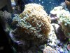 coral 002.jpg