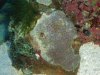 mystery zoanthid retracted cr.jpg