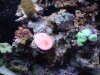 DSCF1552a.JPG