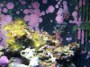 backwallpolyps.jpg