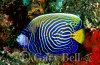 24M1000-13-emperor-angelfish.jpg