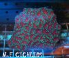 ACAN.JPG