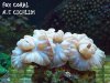 FOX CORAL.JPG