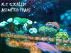 ASSORTED FRAGS.JPG