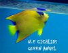 QUEEN ANGEL.JPG