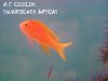 SQUAREBLOCK ANTHIAS.JPG