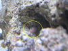 bristle worm.JPG